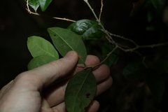 Cleistanthus cunninghamii