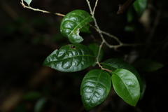 Cleistanthus cunninghamii