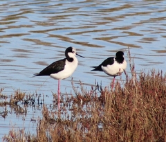 Himantopus mexicanus