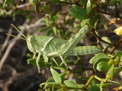 Schistocerca nitens