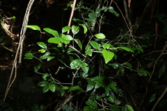 Cleistanthus cunninghamii