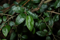 Cleistanthus cunninghamii