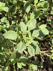 Amaranthus blitum