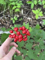 Actaea rubra