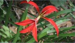 Sprekelia formosissima