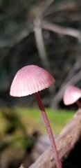 Mycena