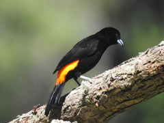 Ramphocelus flammigerus flammigerus