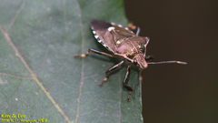 Pinthaeus sanguinipes