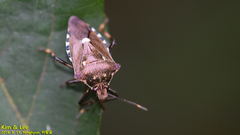 Pinthaeus sanguinipes