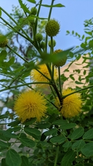 Leucaena retusa