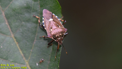 Pinthaeus sanguinipes