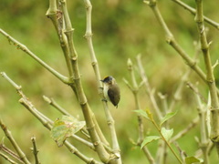 Picumnus granadensis