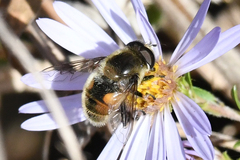 Eristalis anthophorina