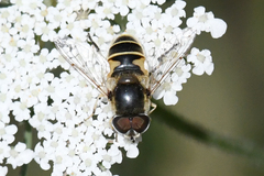 Eristalis hirta