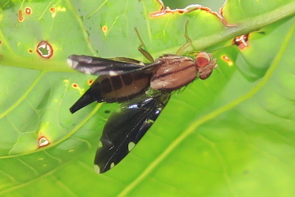 Acanthonevrini