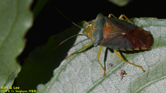Acanthosoma denticaudum