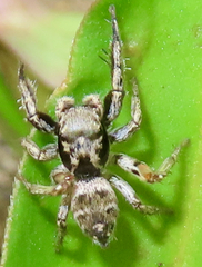 Habronattus