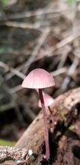 Mycena