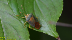 Acanthosoma denticaudum
