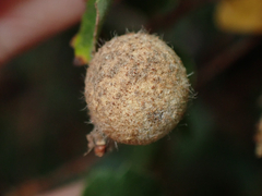 Burnettweldia washingtonensis