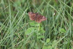 Erynnis baptisiae