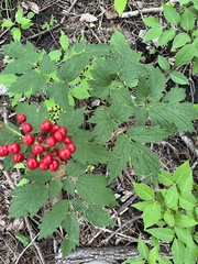 Actaea rubra