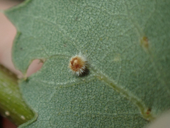 Atrusca trimaculosa