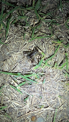 Velarifictorus micado