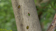 Acanthosoma labiduroides
