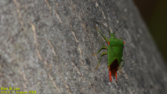 Acanthosoma labiduroides