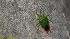 Acanthosoma labiduroides