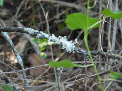 Parmotrema perforatum