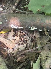 Gloeoporus dichrous
