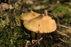 Pseudosperma sororium