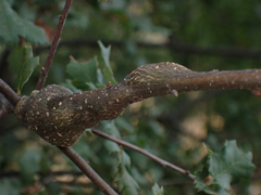 Andricus chrysolepidicola