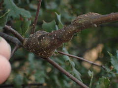 Andricus chrysolepidicola