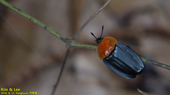 Necrophila brunnicollis