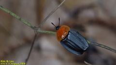 Necrophila brunnicollis