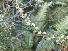 Pimelea axiflora axiflora