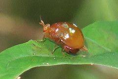Celyphidae