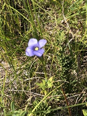 Gentianopsis crinita