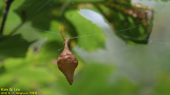 Cyrtarachne inaequalis