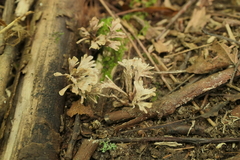 Thelephora palmata