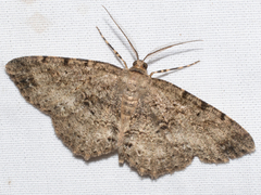 Melanolophia