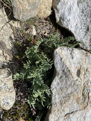 Pellaea bridgesii
