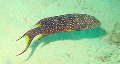 Variola louti
