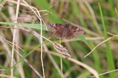 Erynnis baptisiae