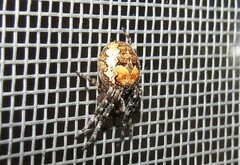 Larinioides patagiatus