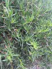 Carpobrotus edulis