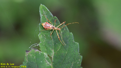 Epidaus tuberosus